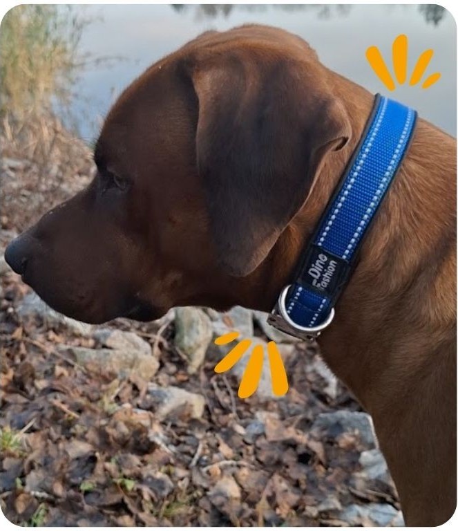 Obojky pro psy na míru 